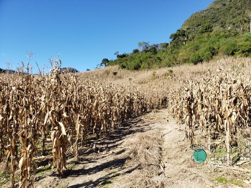 Terreno à venda, 350000 - Foto 3