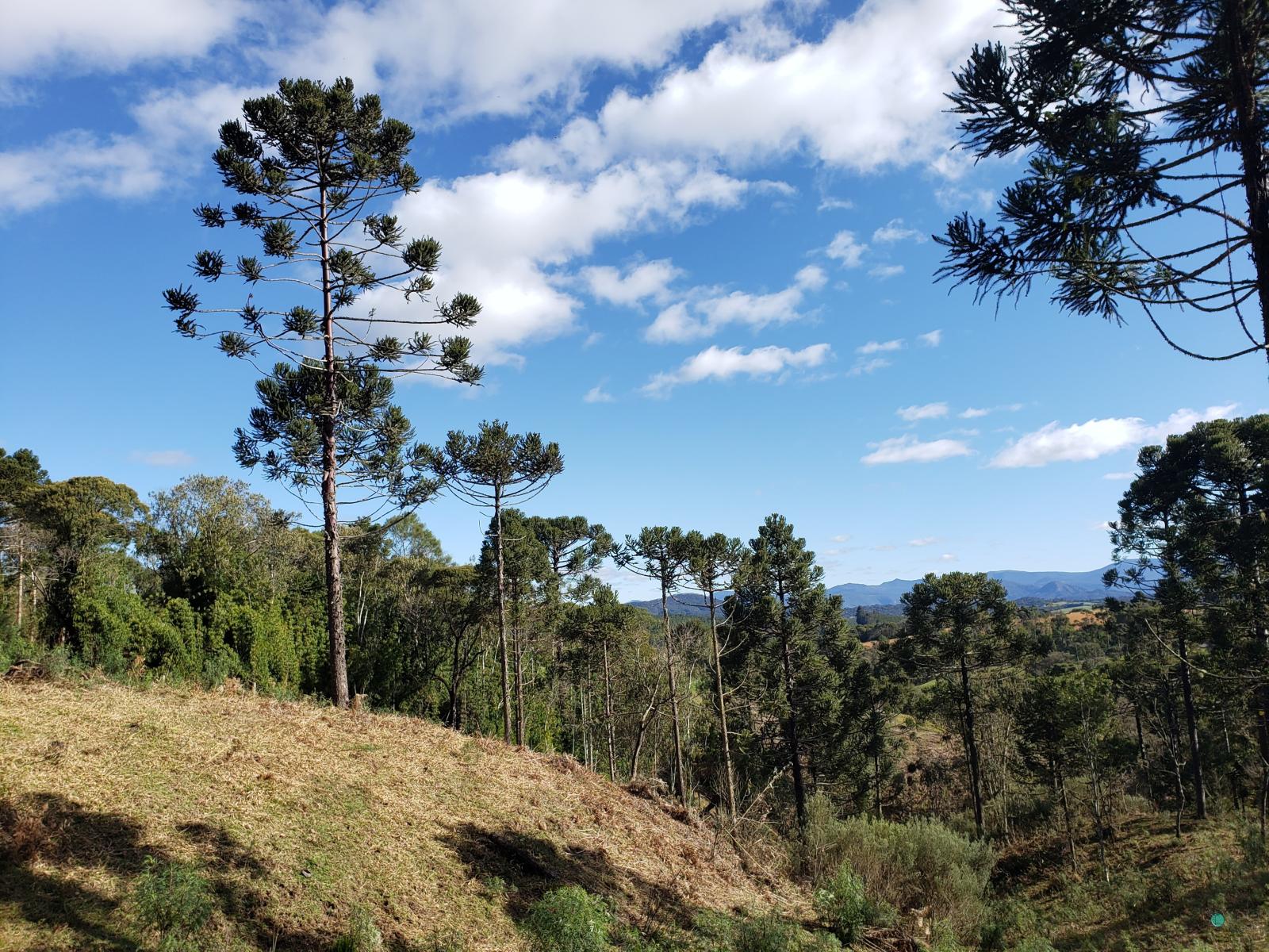 Sítio à venda, 26000 - Foto 12