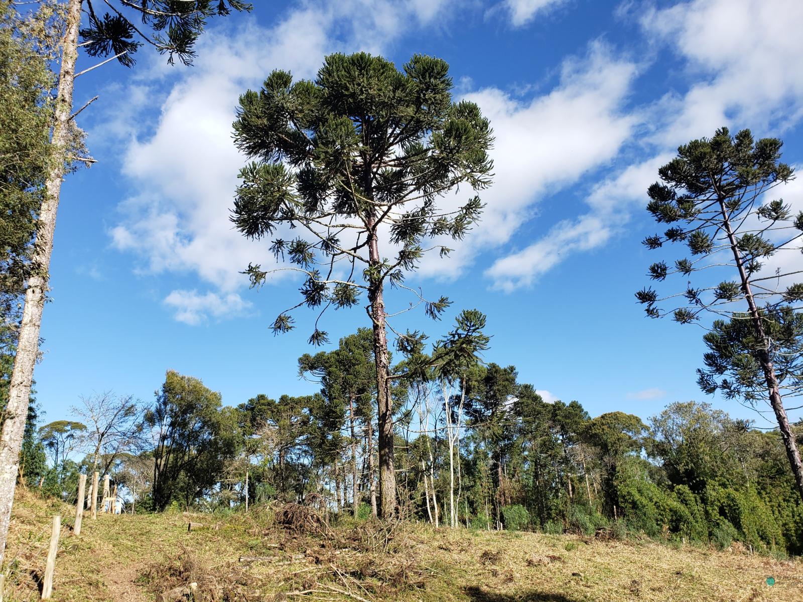 Sítio à venda, 26000 - Foto 11