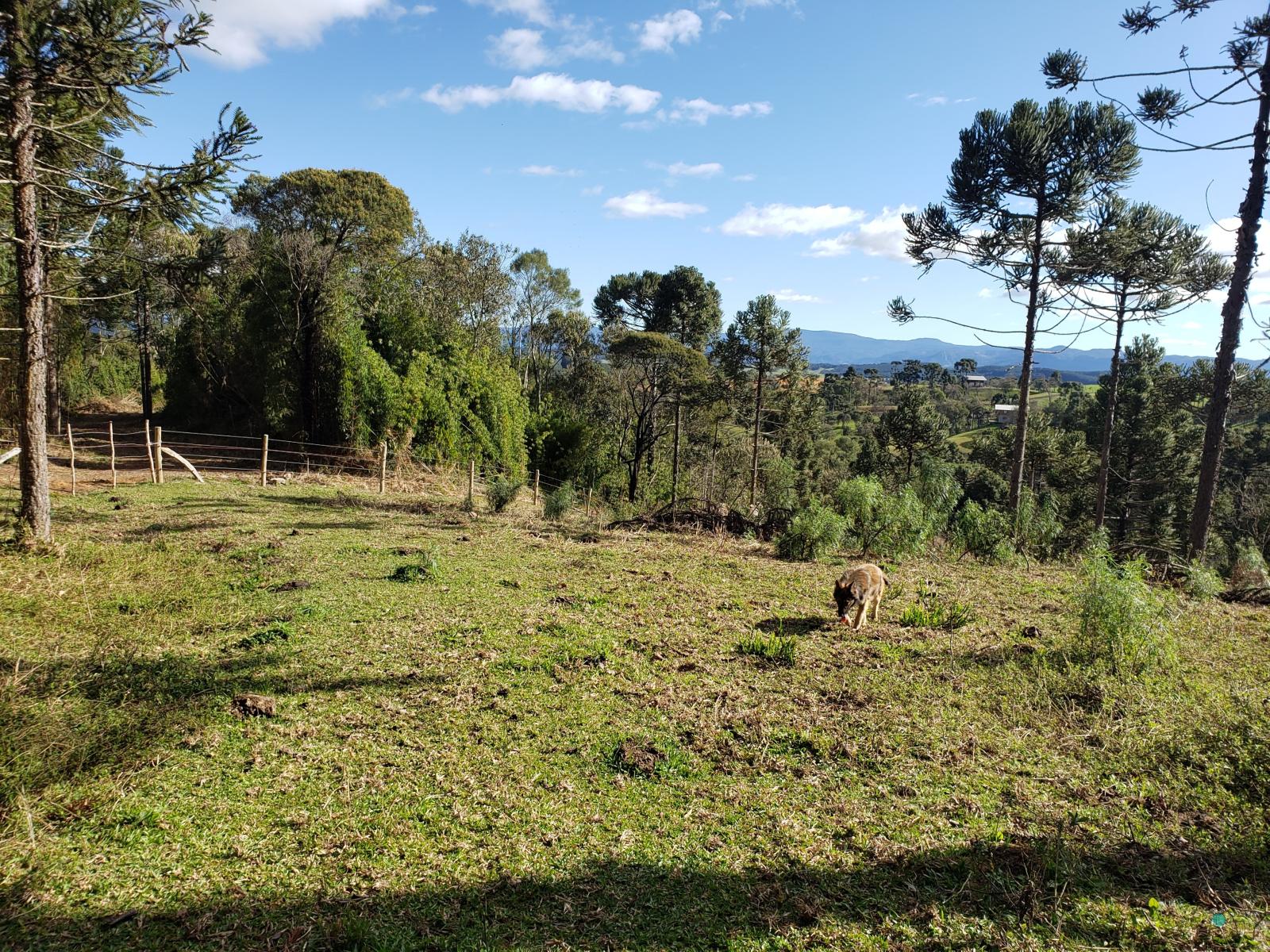 Sítio à venda, 26000 - Foto 14