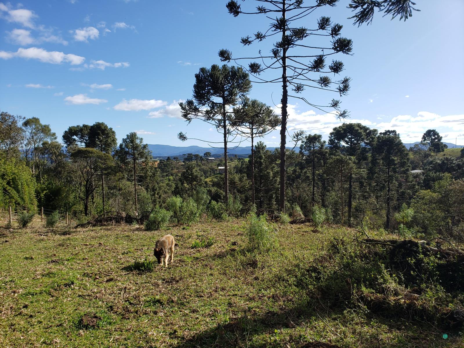 Sítio à venda, 26000 - Foto 15