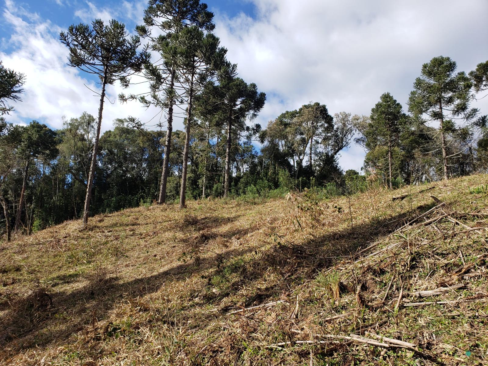 Sítio à venda, 26000 - Foto 17