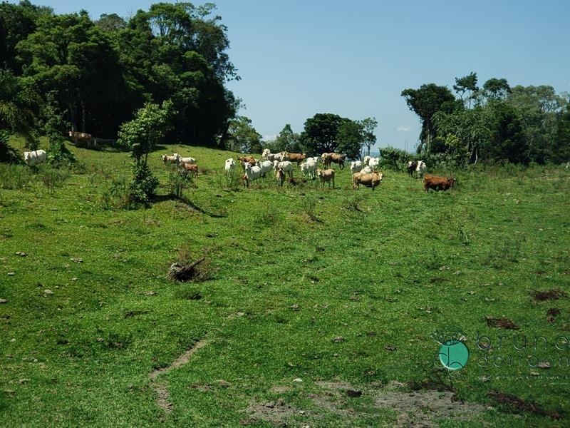 Fazenda à venda - Foto 14